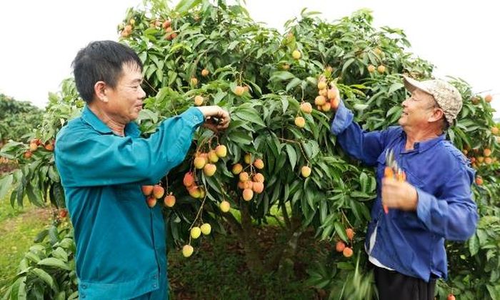  Người dân thôn Hòa Làng (xã Phúc Hòa) thu hoạch vải sớm. 