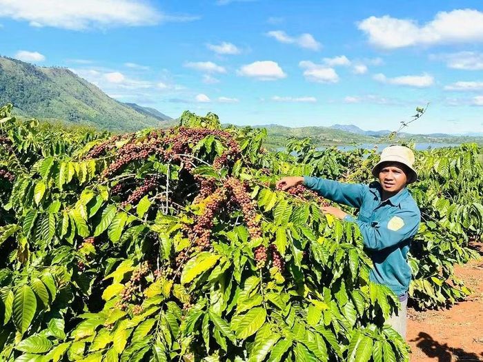  Ngành Nông nghiệp tỉnh Gia Lai tập trung phát triển các vùng trồng chủ lực trên cơ sở ứng dụng công nghệ cao, tăng cường liên kết chuỗi để hình thành vùng nguyên liệu hàng hóa quy mô lớn. Ảnh: Hồng Thương 