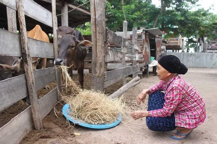 Bà Nay H’Loát (buôn H’Liếp, xã Ia Sao) là một trong số những hộ tiên phong ở địa phương di dời chuồng bò ra khỏi gầm nhà sàn. Ảnh: Vũ Chi