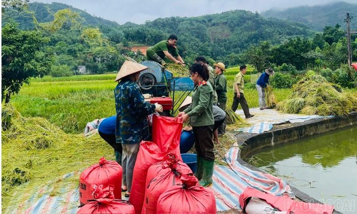 Hỗ trợ người dân tuốt lúa.