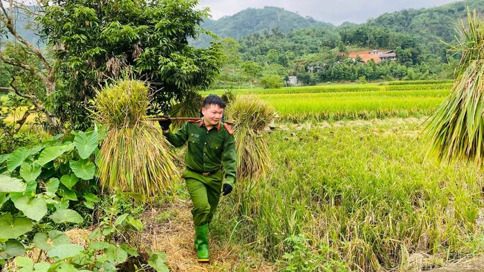 Giúp dân vận chuyển các bó lúa về nhà.