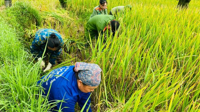 Các cán bộ, chiến sĩ công an xã Lương Thịnh cùng người dân gặt lúa.