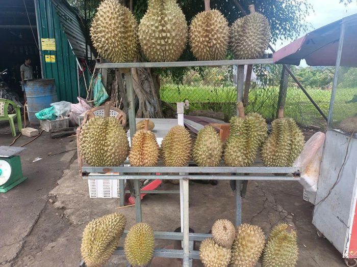 Sầu riêng giá rẻ 30.000 đồng/kg đang bày bán ở chợ Phú Thủy