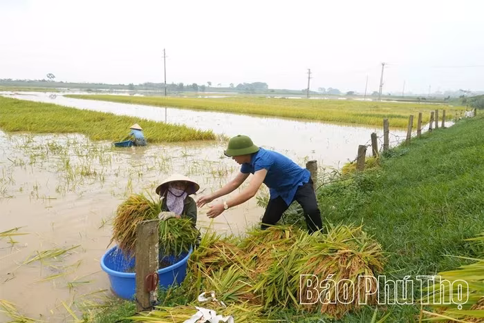 Cán bộ xã Hoàng An tham gia giúp dân cứu lúa trong điều kiện nước lũ ngày càng dâng cao.