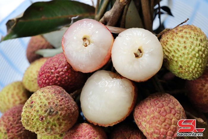 Vải Mường Bú quả to, cùi dày, vị ngọt thanh.