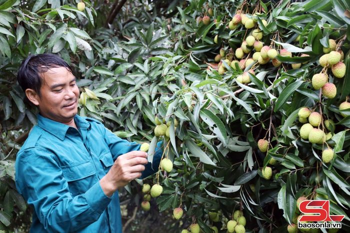 Nông dân bản Đông Luông, xã Mường Bú thu hoạch vải.