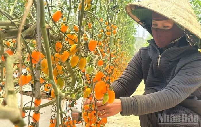 Cà chua bi cùng nhiều sản phẩm nông nghiệp khẳng định thương hiệu thị trường rau quả xứ lạnh.