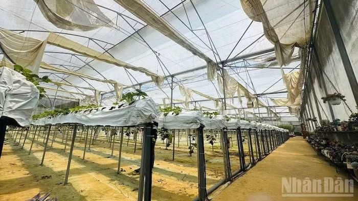 Nhận thông tin các nhà màng sẽ bị thu hồi, nhiều chủ nông trại đầu tư, trồng trọt cầm chừng.