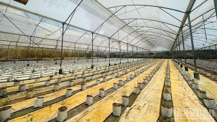  Nhiều chủ nông trại, cơ sở sản xuất đầu tư dở dang ở Khu nông nghiệp ứng dụng công nghệ cao Măng Đen. 