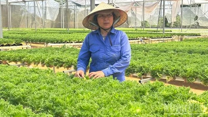 Lập nghiệp ở vùng đất xứ lạnh Măng Đen nhiều năm, bà Nguyễn Thị Kính mong muốn tiếp tục phát triển nông nghiệp công nghệ cao.
