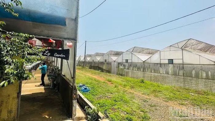Một góc Khu nông nghiệp công nghệ cao xã Măng Đen.