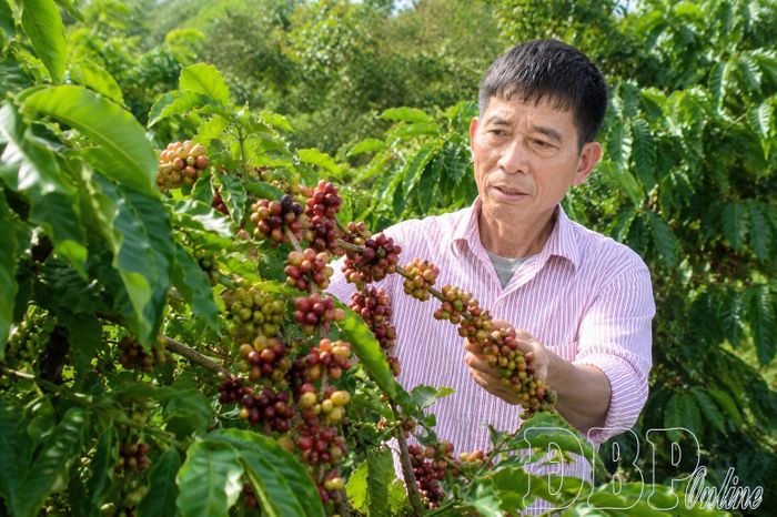 Ông Lò Văn Ọi, bản Thái, xã Nà Tấu chăm sóc vườn cà phê.