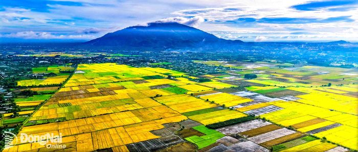 Cánh đồng lúa chín tại xã Xuân Phú đang vào vụ thu hoạch Đông Xuân. Ảnh: C.T.V