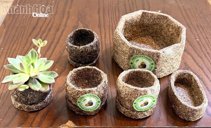 Sản phẩm chậu cây, đế lót ly phân hủy sinh học từ bã mía và bã cà phê của nhóm sinh viên Khoa Kinh tế, Trường Đại học Khánh Hòa.