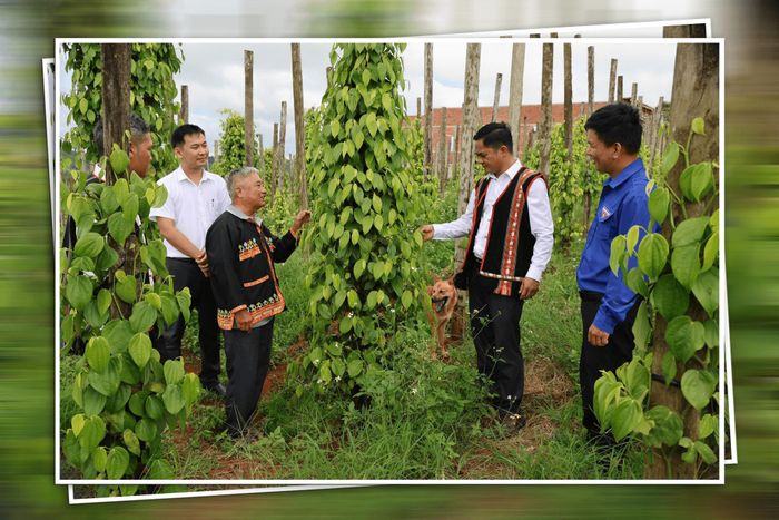 Tham quan các mô hình xóa đói giảm nghèo của người dân xã Tuy Đức