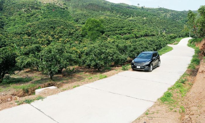 Tuyến đường vào vùng trồng vải xuất khẩu tại tổ dân phố Cầu Đền, phường Chũ mới được nâng cấp, mở rộng.