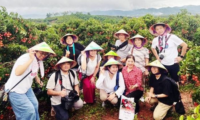 Du khách Nhật Bản tham quan vườn vải đẹp tại phường Phượng Sơn.