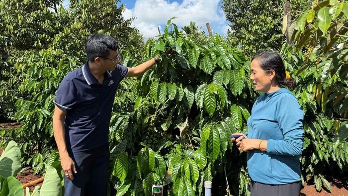 Mô hình trồng cà-phê bền vững tại phường Ea Kao, tỉnh Đắk Lắk. (Ảnh: MINH ANH)