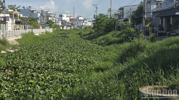 Đi sâu vào bên trong rạch Ông Mạnh là hiện trạng cỏ, cây thủy sinh mọc đầy phủ lấp.