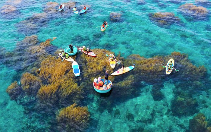  “Cánh đồng” rong mơ ở bán đảo Nhơn Hải (phường Quy Nhơn Đông, Gia Lai) trở thành sản phẩm du lịch trải nghiệm mới mẻ, hấp dẫn. Ảnh: NGỌC OAI 