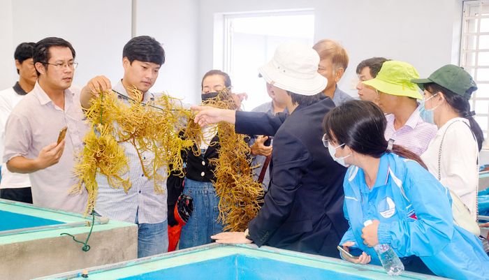  Tham quan mô hình kinh tế rong biển khép kín ở tỉnh Đắk Lắk. Ảnh: NGỌC OAI 