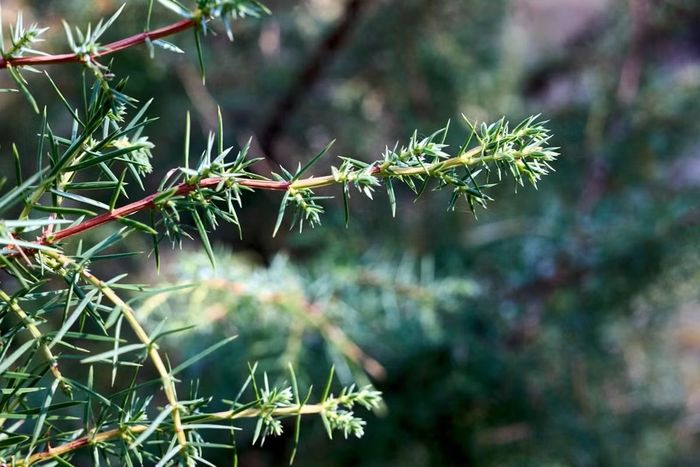 Ảnh: Wikimedia Commons. 