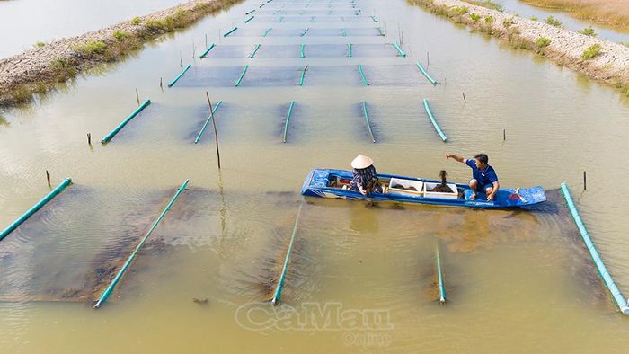 Mô hình trồng rong câu thái của anh Ngô Văn Mol, ấp Tân Phong B, xã Đầm Dơi.