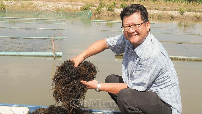  Anh Lê Thanh Đăng là người khởi nguồn mô hình trồng rong trong vuông tôm.
