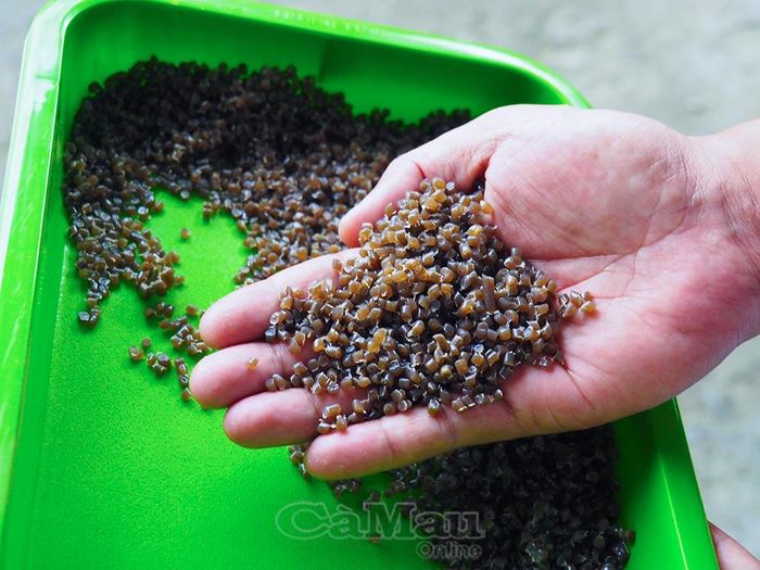 Rác thải nhựa sau khi được phân loại, tái chế thành hạt nhựa sẽ tiếp tục chế biến thành nhiều sản phẩm phục vụ sản xuất và đời sống.