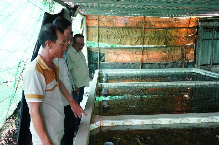 Việc phát triển mô hình nuôi lươn thương phẩm tự phát, thiếu quy hoạch và liên kết tiêu thụ tiềm ẩn rủi ro thị trường tiêu thụ. Ảnh: Nguyên Du