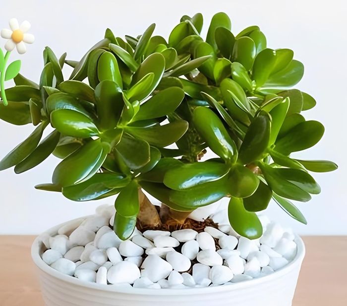 Cây ngọc bích nhỏ gọn với lá mọng nước, tạo cảm giác cân bằng và lan tỏa năng lượng tích cực suốt ngày dài. Ảnh: Baidu