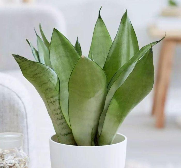 Cây lưỡi hổ với những chiếc lá vươn thẳng như thanh kiếm, vừa lọc sạch không khí vừa xua đuổi năng lượng xấu trên bàn làm việc. Ảnh: Baidu