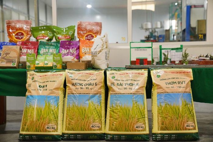 Lượng giống gieo sạ được giảm tối đa trong các mô hình sản xuất giảm phát thải. Ảnh minh họa: Bích Hồng/Bnews/vnanet.vn