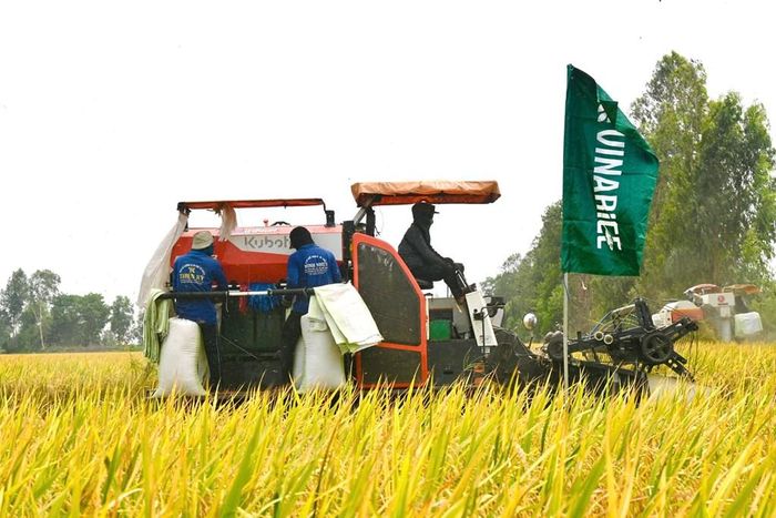 Thu hoạch lúa trên cánh đồng sản xuất theo hướng giảm phát thải. Ảnh: Vinarice