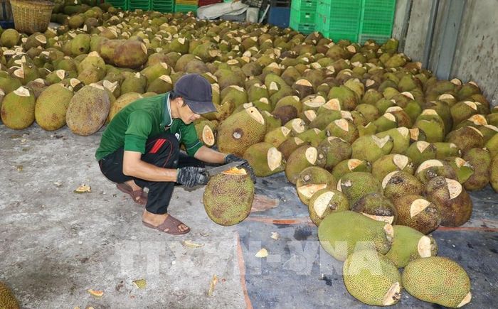 Nhân công kiểm tra độ chín của mít để tách lột lấy múi. Ảnh: Hữu Chí - TTXVN