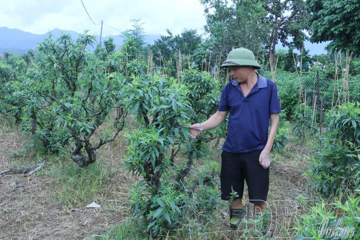 Anh Trần Đình Hùng ở thôn Mỹ Hưng, xã Thanh Nưa chăm sóc vườn đào của gia đình.