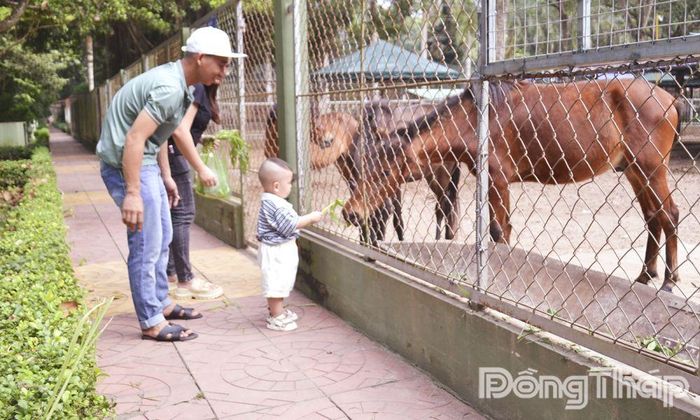 Gia đình trải nghiệm cho đàn ngựa ăn, lan tỏa tình yêu thiên nhiên và ý thức bảo vệ động vật hoang dã trong cộng đồng.