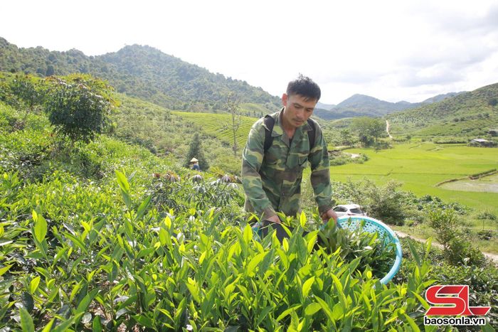 Nông dân xã Chiềng Sơn thu hái chè.