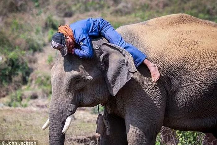 Giáo sư Wittemyer nhấn mạnh voi sống trong nhóm cái gắn kết, do một con cái già làm thủ lĩnh. Chúng cần vùng đất rộng lớn để di chuyển, nhưng phát triển của con người khiến phạm vi thu hẹp. Hiện khoảng 900 cá thể đi qua Samburu/năm.