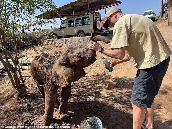 Giáo sư George Wittemyer cùng đội ngũ đã tìm kiếm trong Khu bảo tồn Samburu và phát hiện đàn voi gần như chắc chắn là gia đình của nó. Sau khi cho uống nước và tắm bùn mát, họ đưa voi con kiệt sức trở lại đàn bằng xe kéo.