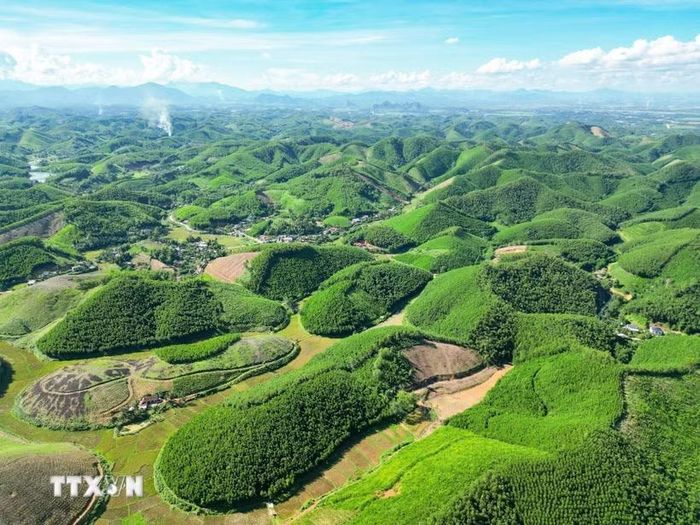 Carbon rừng. (Ảnh minh họa. Nguồn: TTXVN)