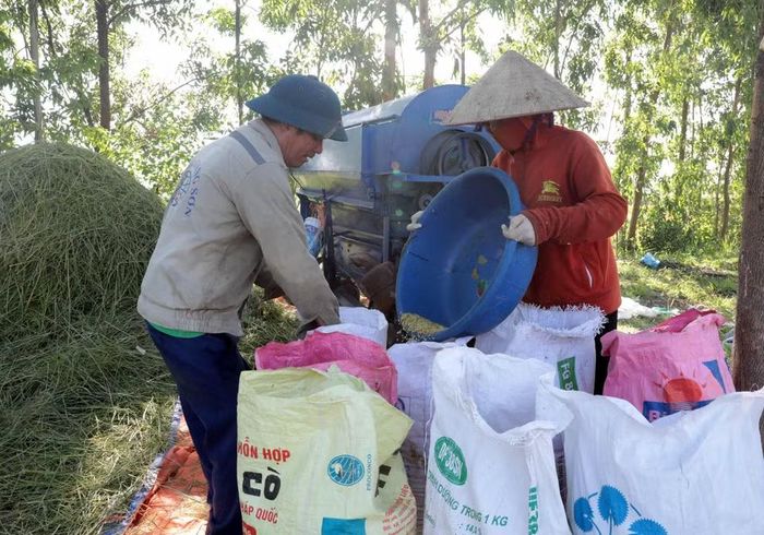 Để tránh nắng, ngoài việc đi làm sớm, nhiều người dân còn tìm những chỗ có bóng cây để sản xuất. (Ảnh: Tạ Toàn/TTXVN)