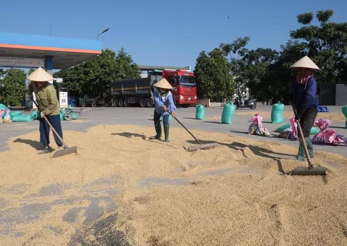 Người lao động tất bật đảo thóc giữa thời tiết nắng nóng để kịp hong khô. (Ảnh: Tạ Toàn/TTXVN)