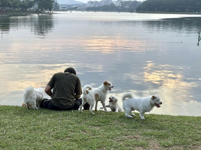 Vẫn còn tình trạng người dân đưa thú cưng không rọ mõm đi dạo nơi công cộng