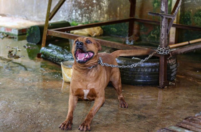 Người nuôi thú cưng phải chấp hành nghiêm việc khai báo, nuôi nhốt trong khuôn viên gia đình (Ảnh minh họa)