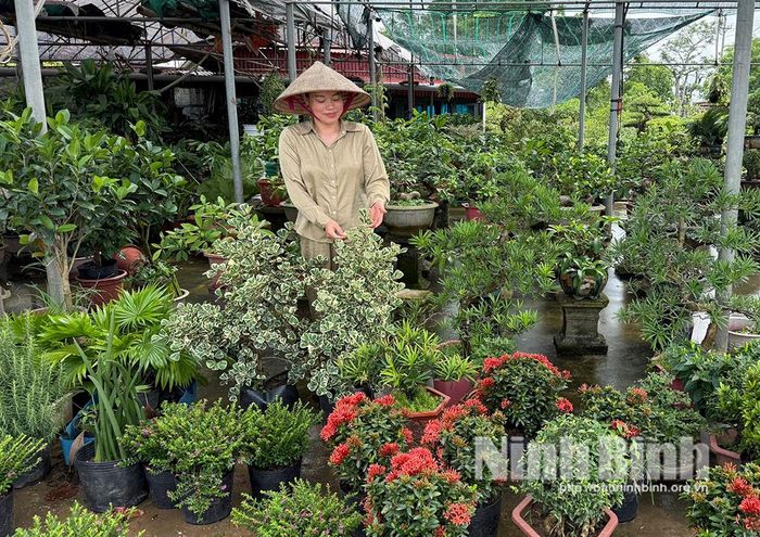 Nhà vườn Tuấn Hưng, phố hoa Nam Điền, phường Vị Khê bày bán đa dạng các loại cây, hoa cảnh.