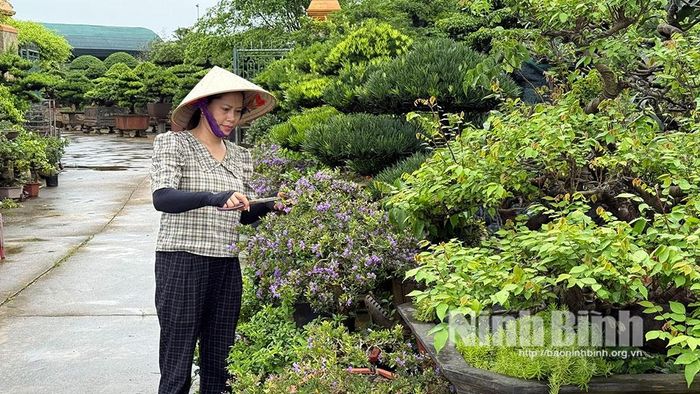 Đến nhà vườn Uy Đông ngoài cây cảnh lâu năm, khách hàng còn có thể chọn mua nhiều loại cây hoa đẹp, phù hợp với nhu cầu và điều kiện kinh tế.