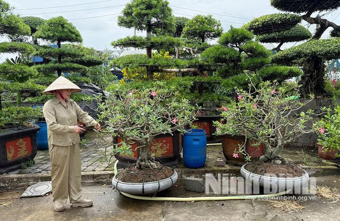 Đôi cây hoa sứ đẹp ở nhà vườn Tuấn Hưng.