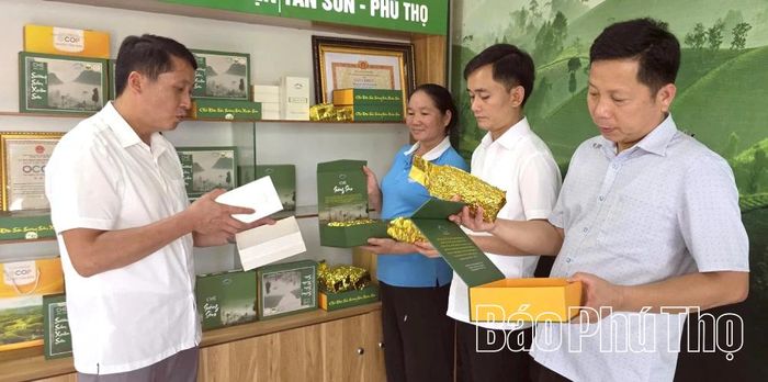 Sản phẩm OCOP chè sương sớm Xuân Sơn được hỗ trợ kinh phí để thiết kế tem nhãn, cải tiến bao bì giúp nâng cao giá thành và năng lực cạnh tranh trên thị trường.