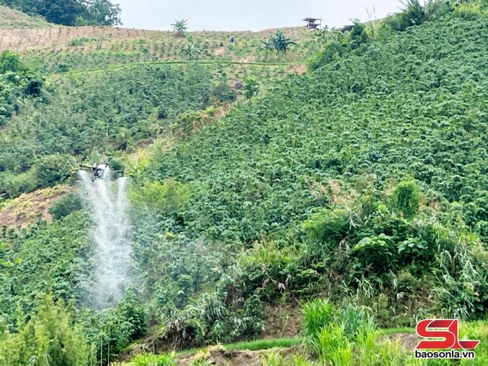 Nông dân xã Nậm Lầu phun thuốc trừ sâu cho cà phê bằng thiết bị bay không người lái.
